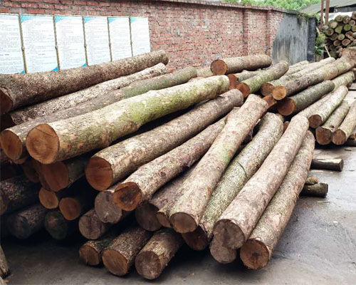 金絲楠木 金絲楠木